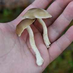 Lyophyllum fumosum