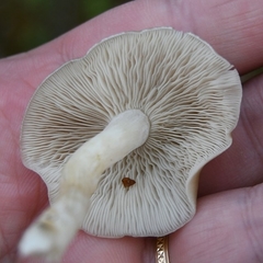 Lyophyllum fumosum