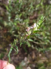 Podosphaera phtheirospermi