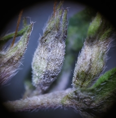 Podosphaera phtheirospermi