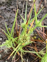 Cyperus granitophilus
