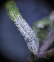 Podosphaera phtheirospermi