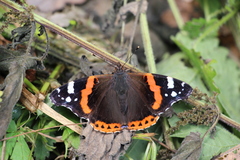 Vanessa atalanta
