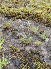 Cyperus granitophilus