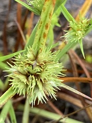 Cyperus granitophilus