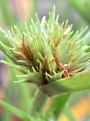Cyperus granitophilus