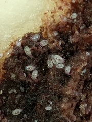 Acaridae