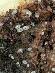 Acaridae