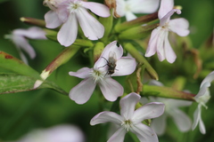 Diptera