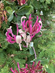 Lonicera caprifolium