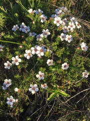 Adenandra uniflora