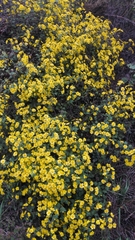 Chrysanthemum indicum