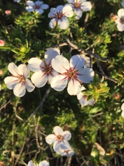 Adenandra uniflora