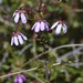 Bauera microphylla - Photo (c) Anthony Katon, μερικά δικαιώματα διατηρούνται (CC BY-NC), uploaded by Anthony Katon