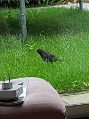 Turdus merula