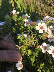 Adenandra uniflora