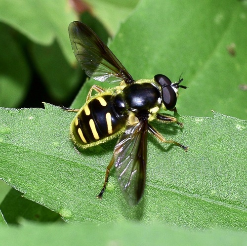 Oblique-banded Pond Fly photo 4