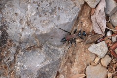 Prionyx lividocinctus