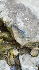Argia funebris