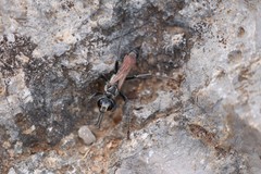 Prionyx lividocinctus