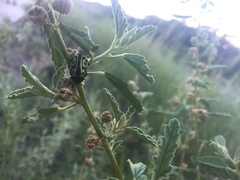Calligrapha serpentina