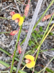Daviesia gracilis