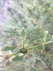 Calligrapha serpentina