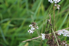 Eristalis tenax