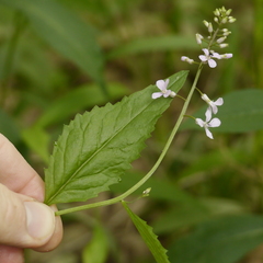 Iodanthus pinnatifidus