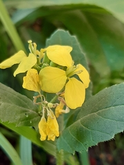 Brassiceae