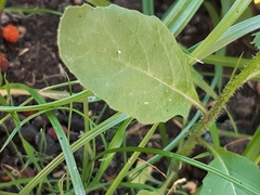 Brassiceae