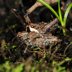 Tettigidea