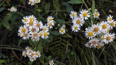 Aster ageratoides