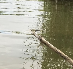 Sinictinogomphus clavatus