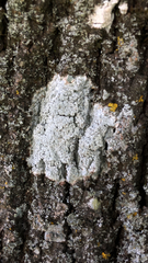 Ostropomycetidae
