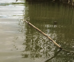 Sinictinogomphus clavatus