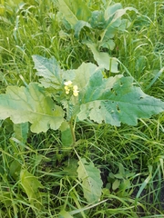 Brassiceae