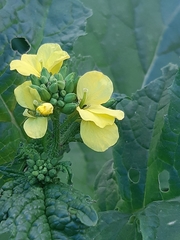 Brassiceae