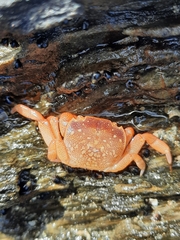 Cyclograpsus punctatus