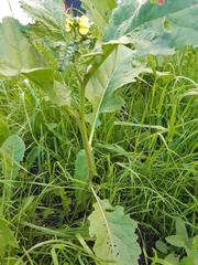 Brassiceae