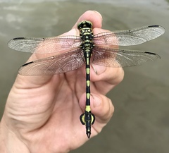 Sinictinogomphus clavatus