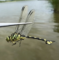 Sinictinogomphus clavatus