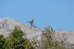 Cercotrichas coryphoeus cinerea