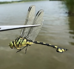 Sinictinogomphus clavatus