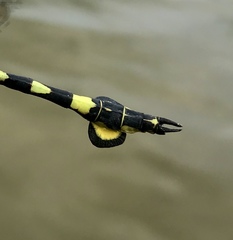 Sinictinogomphus clavatus