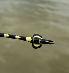 Sinictinogomphus clavatus