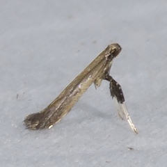Caloptilia hypericella