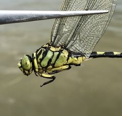 Sinictinogomphus clavatus