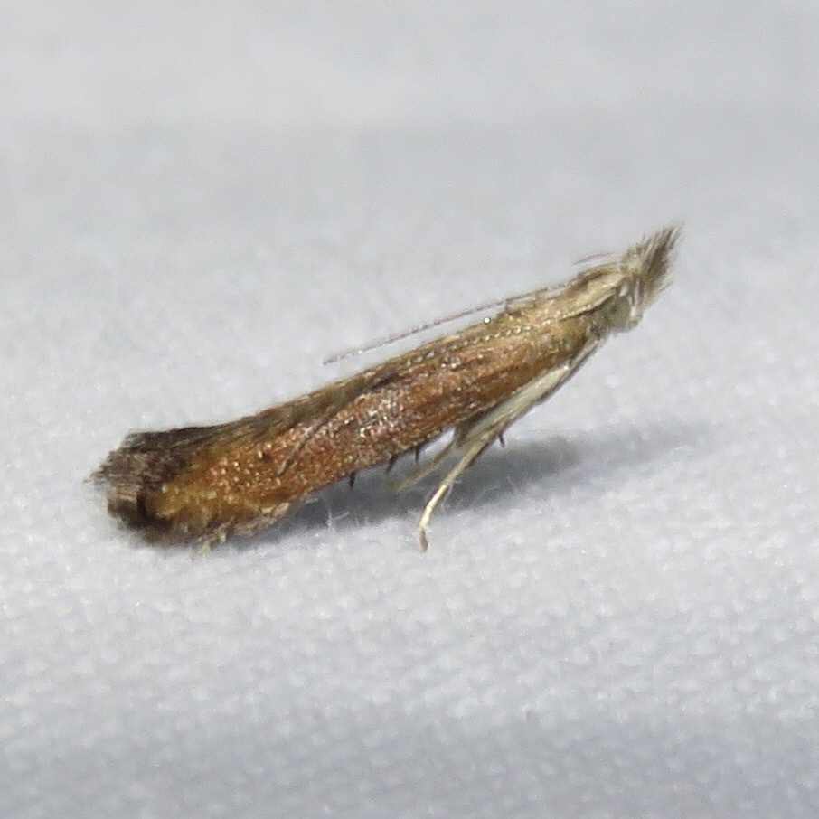 Isophrictis anteliella