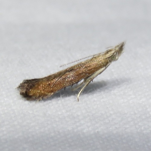 Isophrictis anteliella